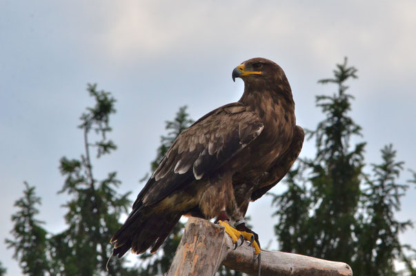 Aigle ravisseur