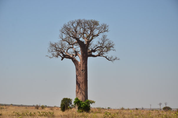 Baobab (route de Tuléar, Madagascar)
