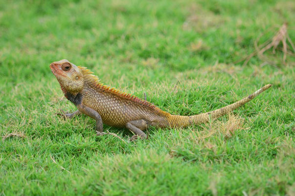 Caméléon indien (Mahabalipuram, Inde) 