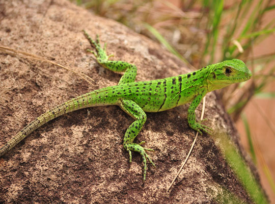 Iguane noir juvénile (Rincon de la Vieja, Costa Rica)  Juillet 2014