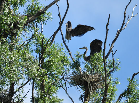 Jeunes hérons au nid (Petite Camargue alsacienne, Haut-Rhin)  Mai 2014