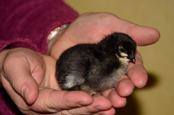 Recevoir un bébé oiseau dans ses mains