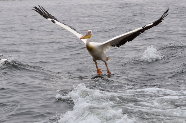 Pélican blanc (Walvis Bay, Namibie)  Octobre 2016