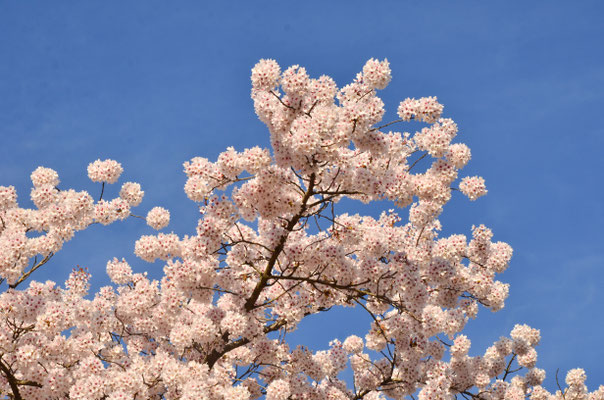 Prunus (Mulhouse, Alsace)