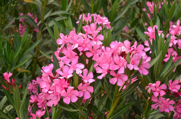 Laurier-rose