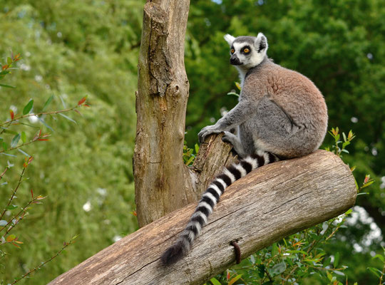 Maki catta (Parc animalier de Sainte-Croix, Moselle)  Juin 2016