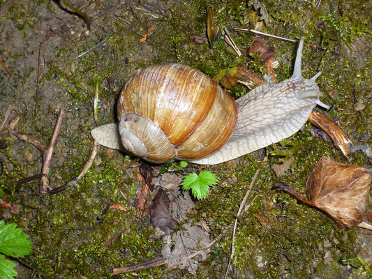 Escargot de Bourgogne (Mulhouse, Haut-Rhin)  Août 2008