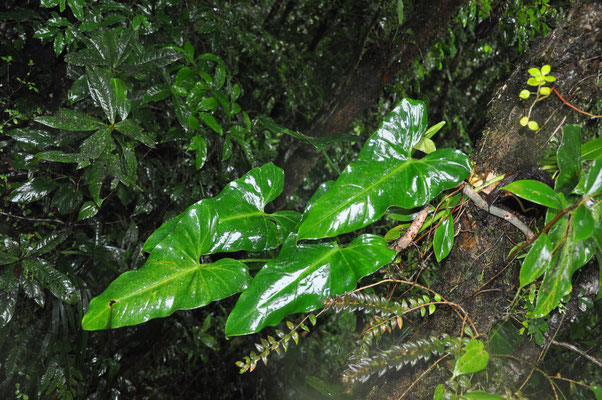 Forêt de Monteverde sous la pluie