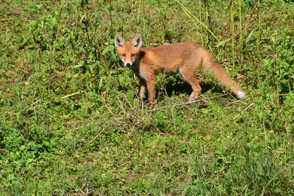 Renard roux (Petite Camargue alsacienne, Haut-Rhin)  Juin 2019