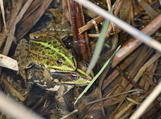 Accouplement de grenouilles  (Petite Camargue alsacienne, Haut-Rhin)  Avril 2011