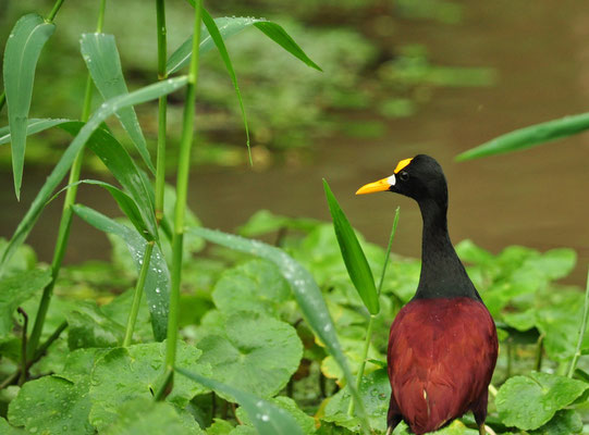 Jacana du Mexique (Parc national de Tortuguero, Costa Rica)  Juillet 2014