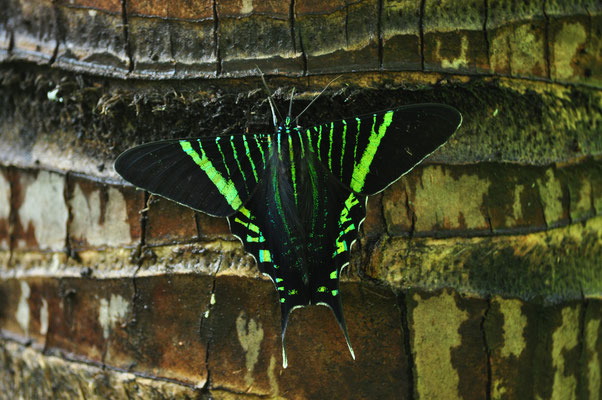 Machaon uranie (Carara, Costa Rica)  Juillet 2014