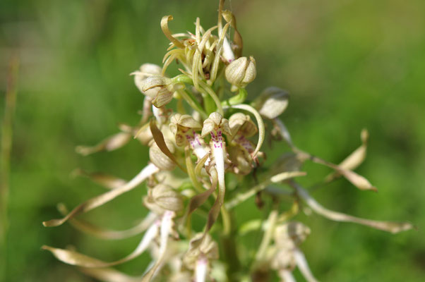 Orchis bouc (colline du Bollenberg, Haut-Rhin)  Mai 2014