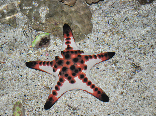 Etoile de mer (Aquarium Tri N'Guyen, Nha Trang, Vietnam) Mars 2013