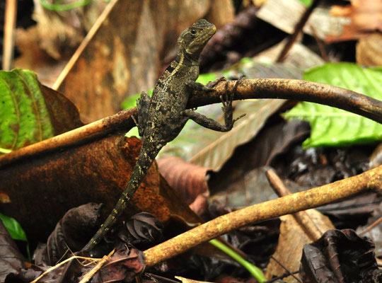 Basilic brun juvénile (Tortuguero, Costa Rica)  Juillet 2014