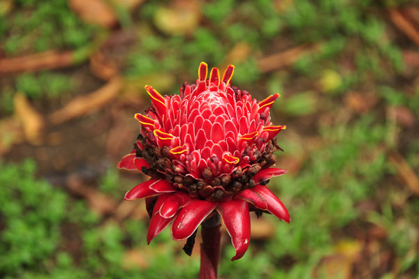 Rose de porcelaine (Tortuguero, Costa Rica)  Juillet 2014