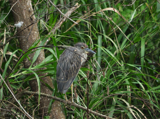 Bihoreau violacé juvénile (Berge de la rivière Tarcoles, Costa Rica)  Juillet 2014