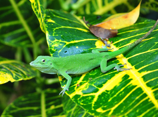 Anolis vert (Carara, Costa Rica)  Juillet 2014