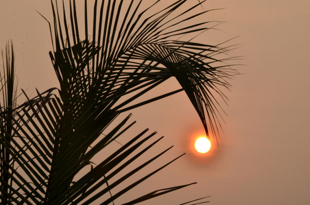 Soleil levant au bout des palmes (Inde)