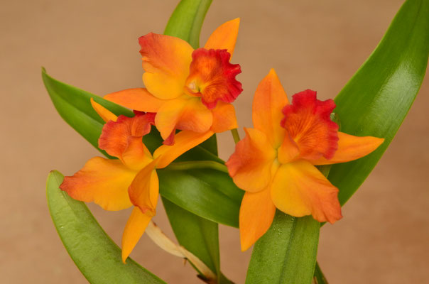 Cattleya