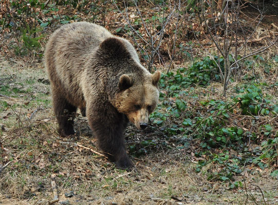 Ours brun (Parc animalier de Lusen, Bavière, Allemagne)  Avril 2013