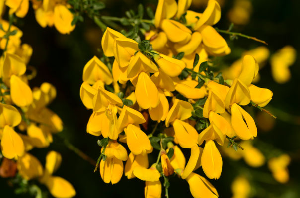 Fleurs de genêt