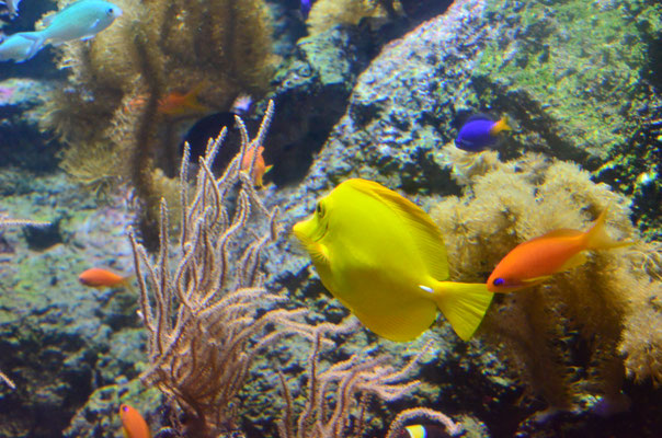 Poissons des Tropiques