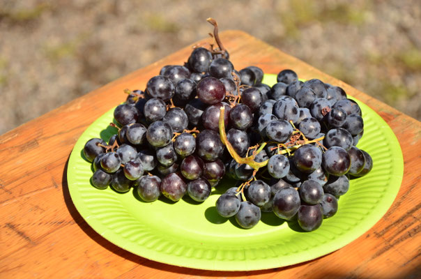 Raisin Muscat