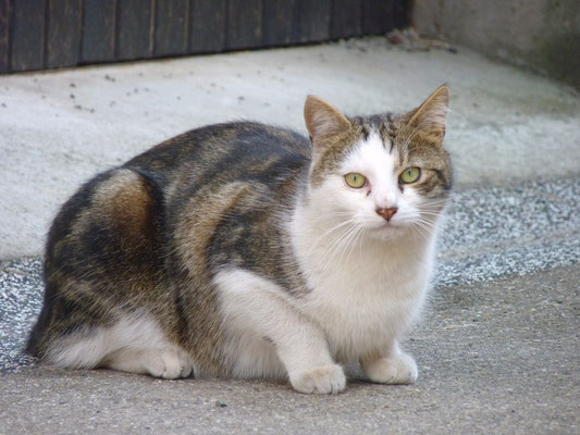 Chat (Saint-Amarin, Haut-Rhin)  Février 2011