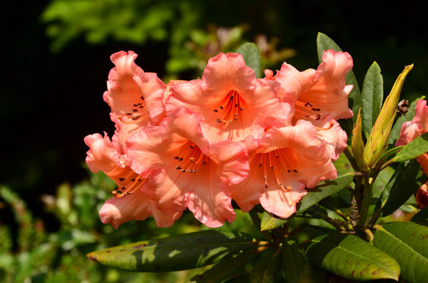 Rhododendrons