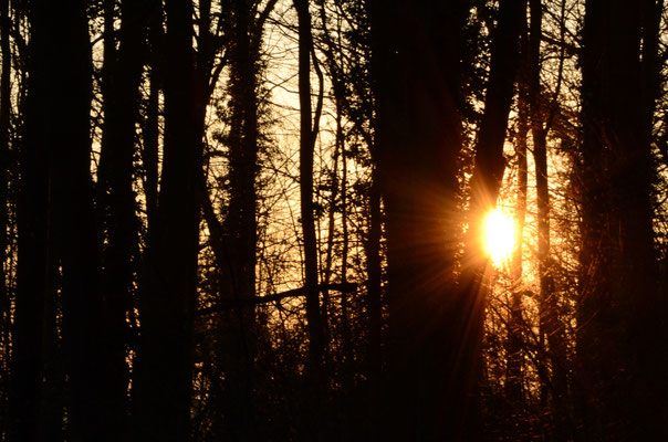 Soleil apparaissant derrière les troncs d'arbres