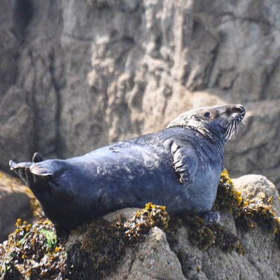 Phoque gris (Bretagne)