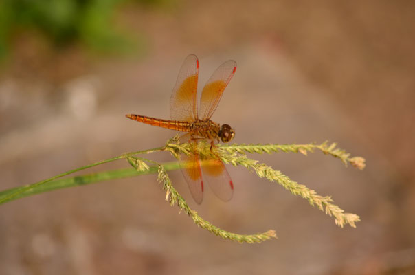 Libellule des fossés (Kerala, Inde)