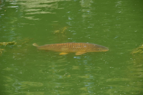 Carpe (Alsace, France)