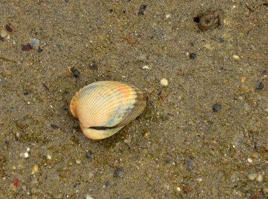 Coque (île d'Arz, Morbihan)  Août 2020