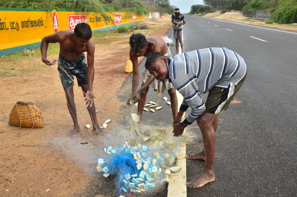 Pêcheurs vidant leurs filets (Dhanushkodi)