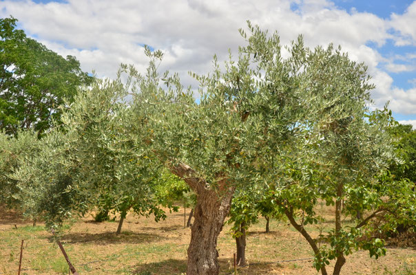 Oliviers (Reguengos, Portugal)