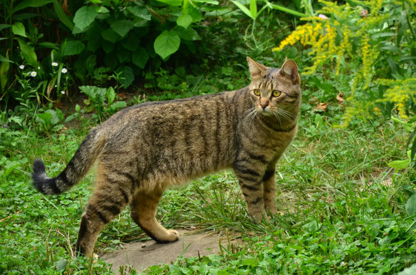Pirouli