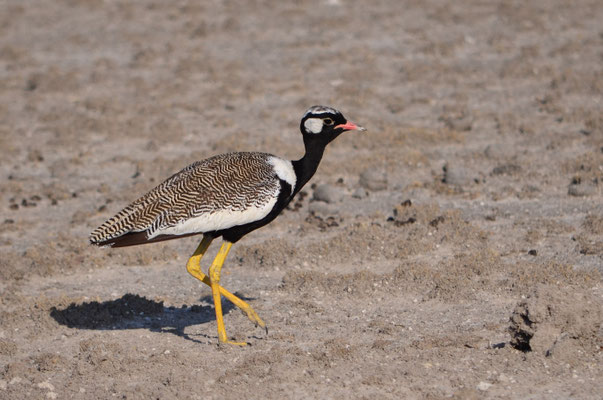 Outarde korhaan (Etosha, Namibie)