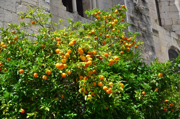 Oranges (Portugal, juin 2022)