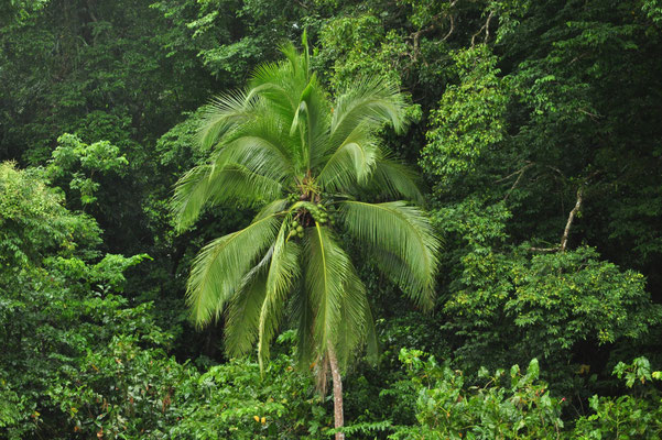 Palmier au bord de la rivière à Tortuguero