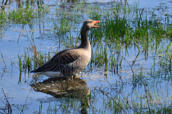 Oie cendrée (Petite Camargue alsacienne, Haut-Rhin)  Avril 2018