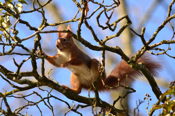 De branche en branche...