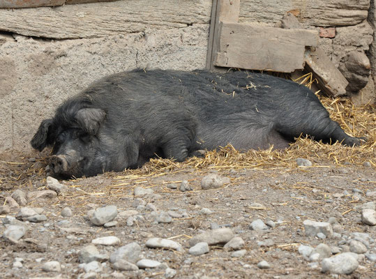 Porc (Ecomusée d'Alsace, Ungersheim, Haut-Rhin)  Juin 2014
