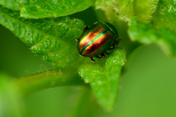 Chrysomèle de la menthe (Petite Camargue alsacienne, Haut-Rhin)  Juin 2015