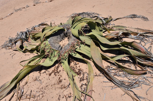 Welwitschia mirabilis