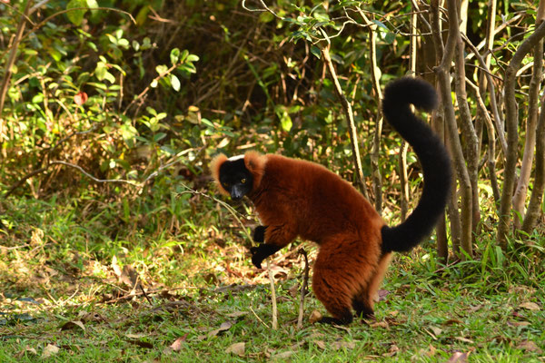 Vari roux (Vakona, Madagascar)