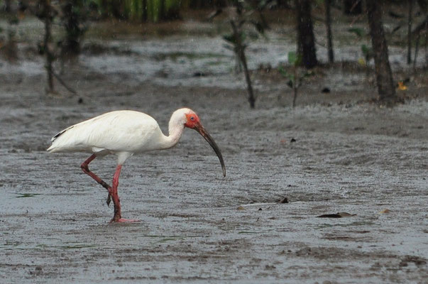 Ibis blanc