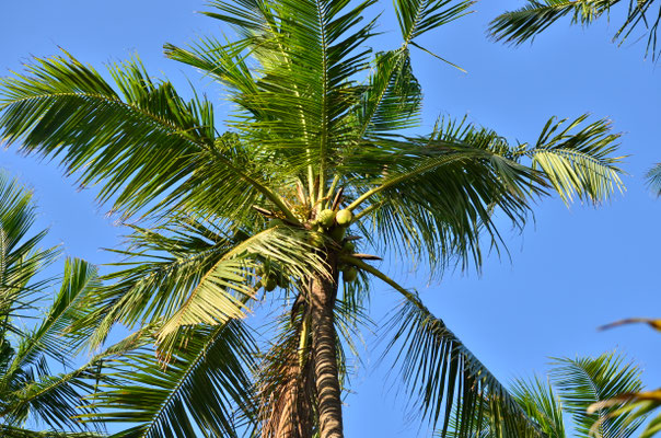Cocotier (Rameshwaram, Inde)
