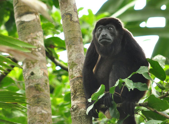 Singe hurleur à manteau (Parc national de Tortuguero, Costa Rica)  Juillet 2014